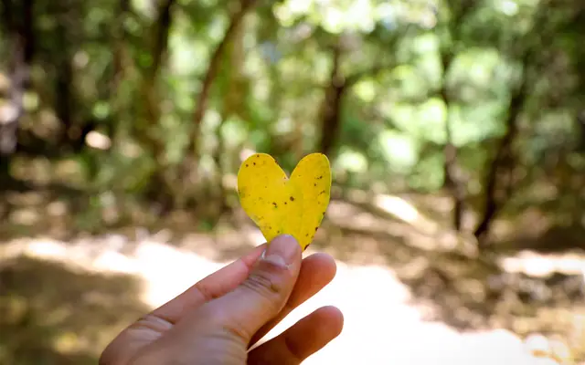 Zoubia Forest Trail